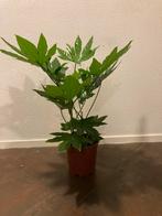 Elegante Aralia Japonica kamerplant in pot, Ophalen, 100 tot 150 cm, Overige soorten, Halfschaduw