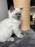 Ragdoll kittens, gezond, speels en superlief!, Dieren en Toebehoren, Katten en Kittens | Overige Katten, Kater