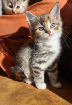 Marjolein, een Siberische kat kitten, Dieren en Toebehoren, Katten en Kittens | Raskatten | Langhaar, Poes, Gechipt, 0 tot 2 jaar