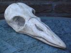 Xtra grote Schedel Raaf, KLEUR NAAR WENS! skull kraai deco, Antiek en Kunst, Ophalen of Verzenden