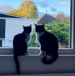 Twee mooie poezen, Dieren en Toebehoren, Katten en Kittens | Overige Katten, Poes