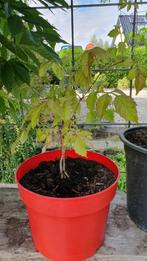 Stek van de Campsis radicans = trompetbloem, Ophalen, Overige soorten, Volle zon