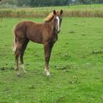Merrieveulen van Newport x Contango, Dieren en Toebehoren, Paarden, Merrie, Minder dan 160 cm, Niet van toepassing, Dressuurpaard