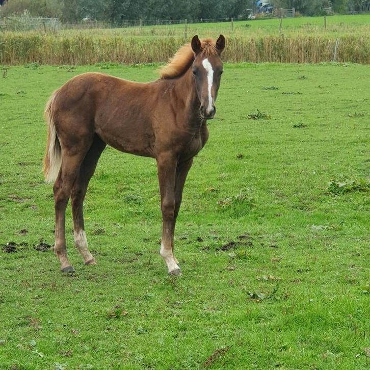Merrieveulen van Newport x Contango, Dieren en Toebehoren, Paarden, Merrie, Niet van toepassing, Minder dan 160 cm, 0 tot 2 jaar