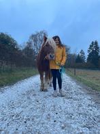 Verzorgpony aangeboden!, Dieren en Toebehoren, Ophalen of Verzenden