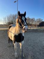 5 jarige D pony, Merrie, B, 3 tot 6 jaar, D pony (1.37m tot 1.48m)