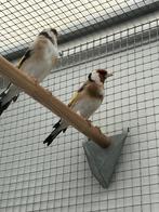 Vogels, Dieren en Toebehoren, Vogels | Overige Vogels, Meerdere dieren, Wildzangvogel, Geringd