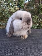 Super knap mini lop rammetje, Mannelijk, Klein, Hangoor, 0 tot 2 jaar