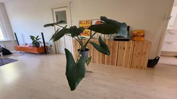 Alocasia Zebrina – grote kamerplant beschikbaar voor biedingen