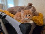 Hypoallrrgene siberische katten, rod, crème, ta by, torby, Dieren en Toebehoren, Katten en Kittens | Raskatten | Korthaar, Kater
