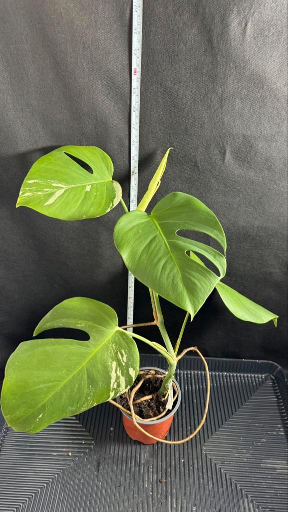 Monstera Borsigiana Variegata, Huis en Inrichting, Kamerplanten, Minder dan 100 cm, Halfschaduw, Ophalen of Verzenden