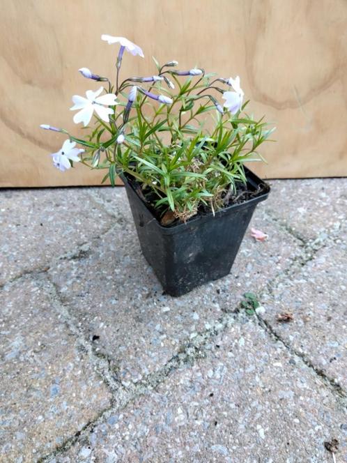 KruipPhlox, Tuin en Terras, Planten | Tuinplanten, Vaste plant, Bodembedekkers, Volle zon, Lente, Ophalen
