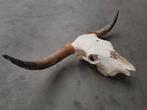 Org. Highlander schedel / compleet geprepareerd, Huis en Inrichting, Woonaccessoires | Wanddecoraties, Ophalen, Nieuw