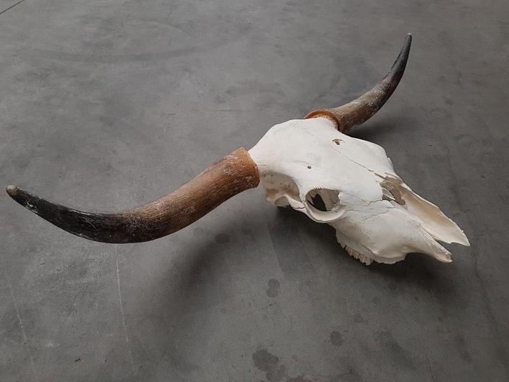 Org. Highlander schedel / compleet geprepareerd, Huis en Inrichting, Woonaccessoires | Wanddecoraties, Nieuw, Ophalen