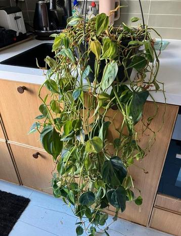 Grote Philodendron hangplant klimplant beschikbaar voor biedingen