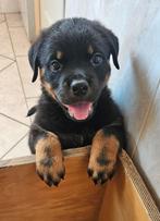Super mooie rottweiler pups, Dieren en Toebehoren, Honden | Bulldogs, Pinschers en Molossers, Rabiës (hondsdolheid), 8 tot 15 weken