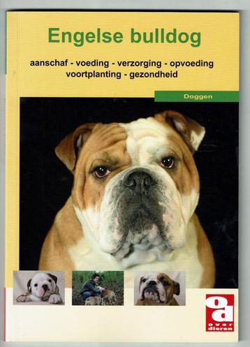 Engelse Bulldog beschikbaar voor biedingen