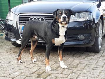 Staat ter dekking ervaren Appenzeller reu beschikbaar voor biedingen