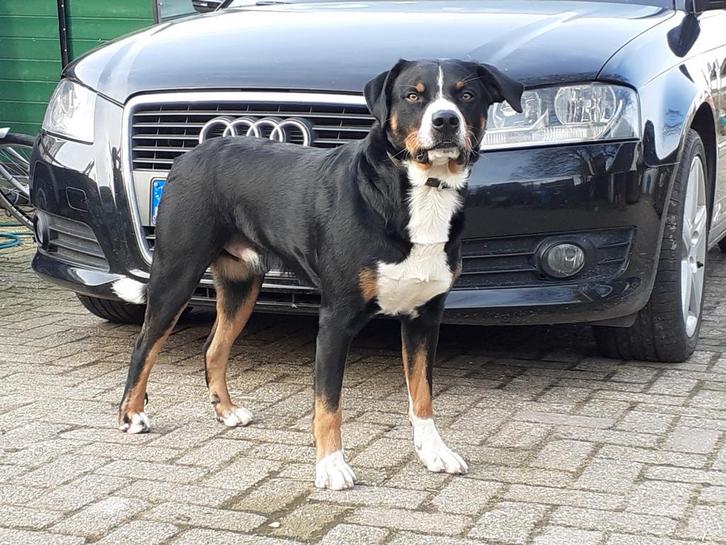 Staat ter dekking ervaren Appenzeller reu, Dieren en Toebehoren, Honden | Dekreuen, Reu, Particulier, Eén hond, Nederland, 6 jaar of ouder