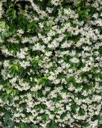 AANBIEDING! Toscaanse jasmijnen 160/180cm!, Tuin en Terras, Planten | Struiken en Hagen, Ophalen, Overige soorten, Haag, 100 tot 250 cm