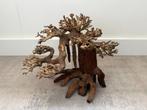 Bonsai boom aquarium hardscape Superfish driftwood M, Ophalen of Verzenden, Nieuw, Plant(en), Steen of Hout