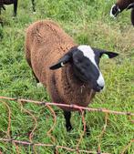 Ramlam van maart, Dieren en Toebehoren, Schapen, Geiten en Varkens, Mannelijk, Schaap