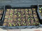Malabar Spinazie plantjes, Tuin en Terras, Planten | Tuinplanten, Ophalen, Volle zon, Groenteplanten, Eenjarig