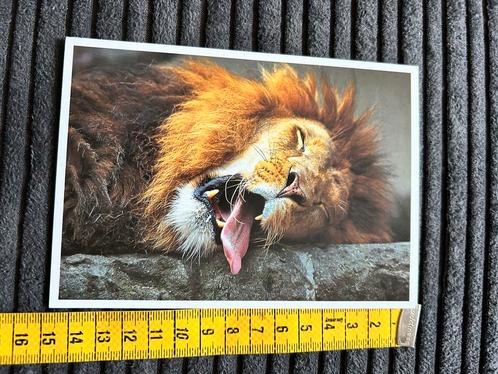 136. Kaart Liggende Leeuw tong uit zijn bek, Verzamelen, Ansichtkaarten | Dieren, Ongelopen, Ophalen of Verzenden