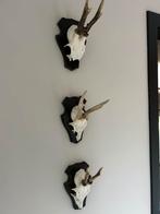 3 geweitjes gewei van een Ree, Ophalen of Verzenden, Zo goed als nieuw