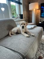 Labrador teefje pup van 15 weken, Dieren en Toebehoren, 15 weken tot 1 jaar, CDV (hondenziekte), Teef, Labrador retriever