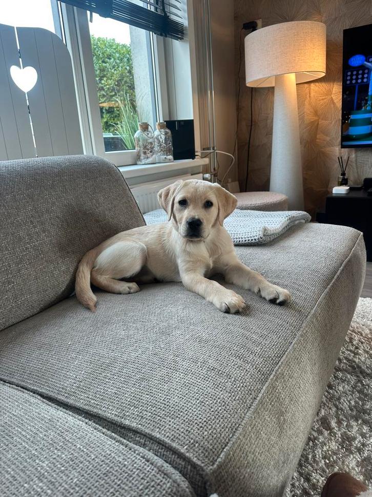 Labrador teefje pup van 15 weken, Dieren en Toebehoren, Honden | Retrievers, Spaniëls en Waterhonden, Teef, Labrador retriever