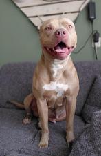 Amerikaanse pitbull teef, Dieren en Toebehoren, Rabiës (hondsdolheid), Teef, Bulldog, Eén hond