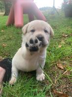 Labrador puppy’s met stamboom, Dieren en Toebehoren, Honden | Retrievers, Spaniëls en Waterhonden, Rabiës (hondsdolheid), 8 tot 15 weken