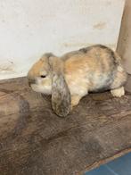 Franse hangoor ram, Dieren en Toebehoren, Konijnen, Mannelijk, Groot, Hangoor, 0 tot 2 jaar