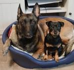 Jack Russell Black&Tan, Jack Russell Terriër, Teef, Eén hond, 3 tot 5 jaar