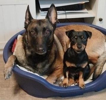 Jack Russell Black&Tan beschikbaar voor biedingen