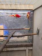 Koppel rosella, Dieren en Toebehoren, Vogels | Parkieten en Papegaaien, Meerdere dieren, Parkiet, Tam