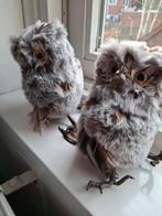 Uiltjes met zachte veertjes teab vandaag, Ophalen of Verzenden, Dier