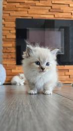 Ragdoll kittens, Meerdere dieren
