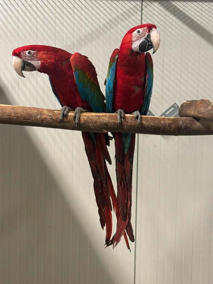 1-4 Groenvleugel Ara, Dieren en Toebehoren, Vogels | Parkieten en Papegaaien, Papegaai, Meerdere dieren, Tam