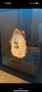 Schilderij met Oester, Ophalen of Verzenden, Zo goed als nieuw, Schilderij