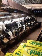 tekoop 19 luxe blauwe vaarskalveren 4 maand oud, Dieren en Toebehoren, Mannelijk