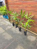 Trachycarpus fortunei, Ophalen of Verzenden, Zomer, Overige soorten, Volle zon