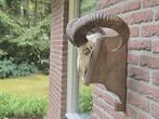 Mooie Moeflon Schedel van NP de Hoge Veluwe Jacht d16, Verzamelen, Dierenverzamelingen, Ophalen, Gebruikt, Wild dier, Schedel