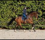 Super fijne brave 15 jarige ruin, Dieren en Toebehoren, Paarden, Ruin, Dressuurpaard