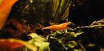 Orange fire Sakura garnalen, Dieren en Toebehoren, Vissen | Aquariumvissen, Kreeft, Krab of Garnaal, Zoetwatervis