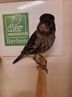 Kanarie pop zwart rood Mozaïek, Dieren en Toebehoren, Vogels | Kanaries, Vrouwelijk, Kleurkanarie