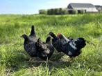 Tamme Barnevelder krielkippen hennen gesekst + ingeënt, Dieren en Toebehoren, Pluimvee, Vrouwelijk, Kip