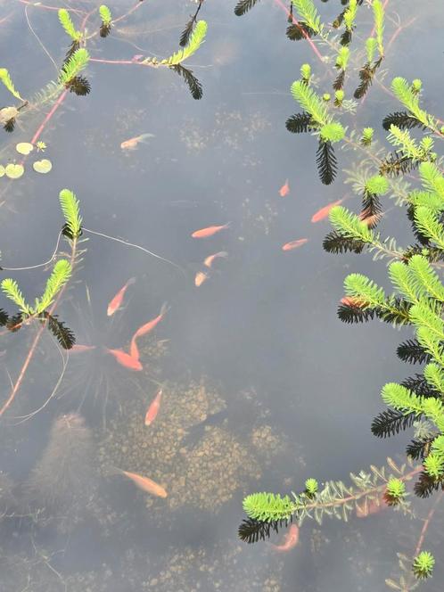 Gratis goudvissen en ook andere vijvervissen gezocht, Dieren en Toebehoren, Vissen | Aquariumvissen, Zoetwatervis, Vis, Schoolvis