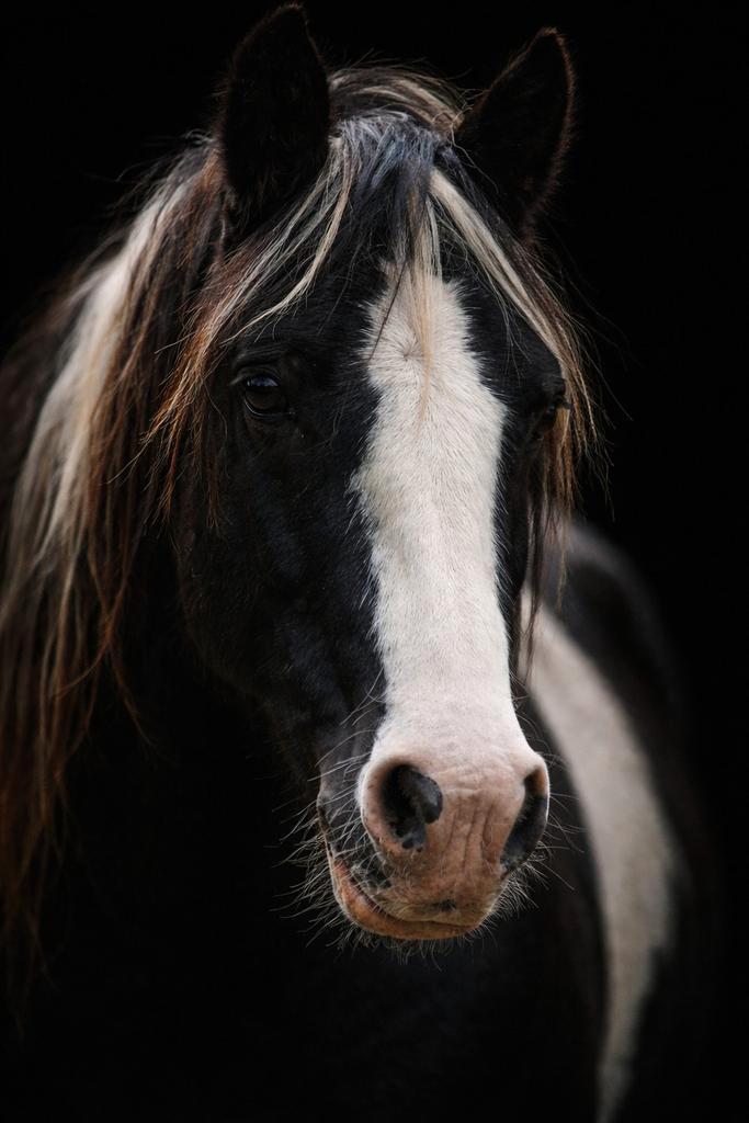 Verzorg/lease pony aangeboden., Dieren en Toebehoren, Paarden en Pony's | Verzorgingsproducten, Nieuw, Ophalen of Verzenden